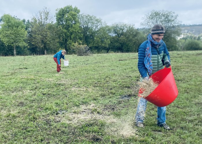 MitarbeiterInnen des Naturschutzgroßprojekts Thüringer Kuppenrhön verteilen das mit Kälberstroh vermischte Saatgut auf der Weidefläche.