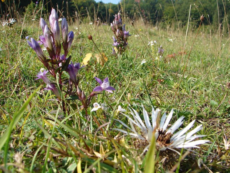 Deutscher Enzian und Silberdistel