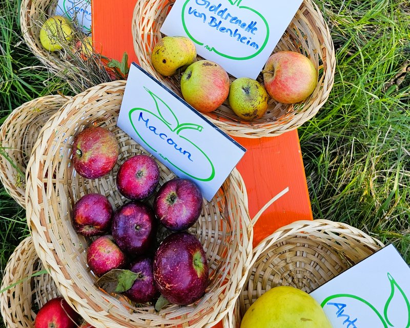 Alter Apfelsorten in Körben sortiert im Sortengarten Dörrensolz zum Streuobstfest 2026